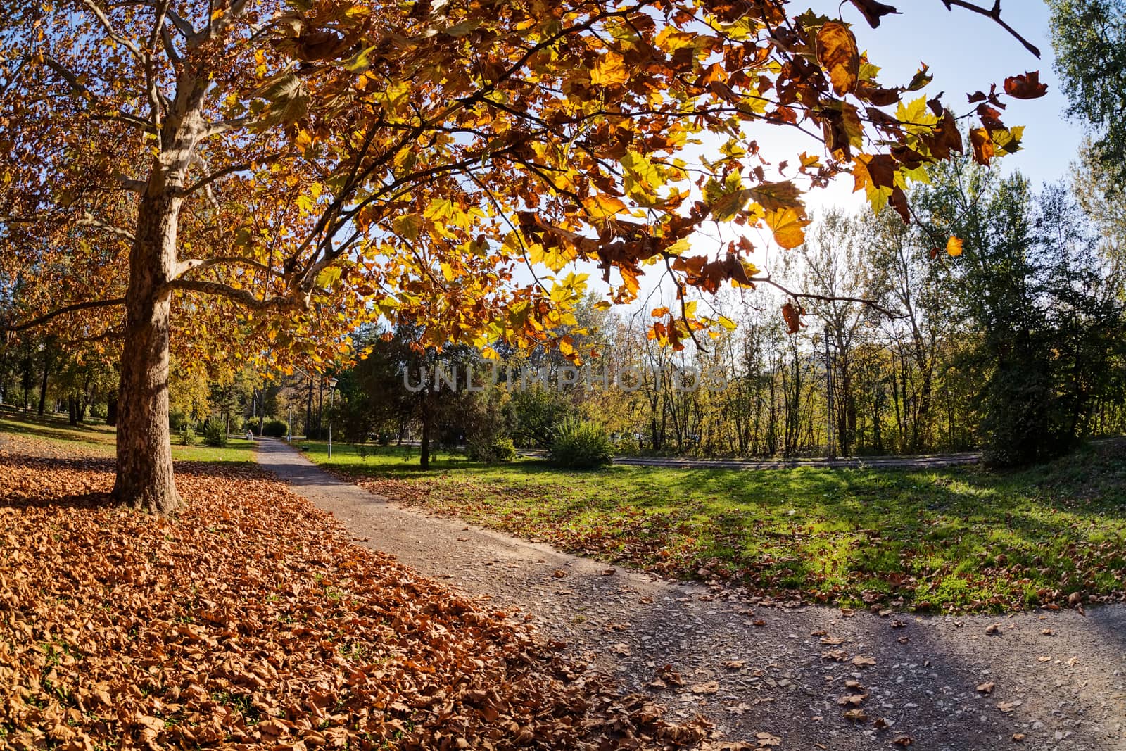 trees with fallen leaves in the park on a sunny day