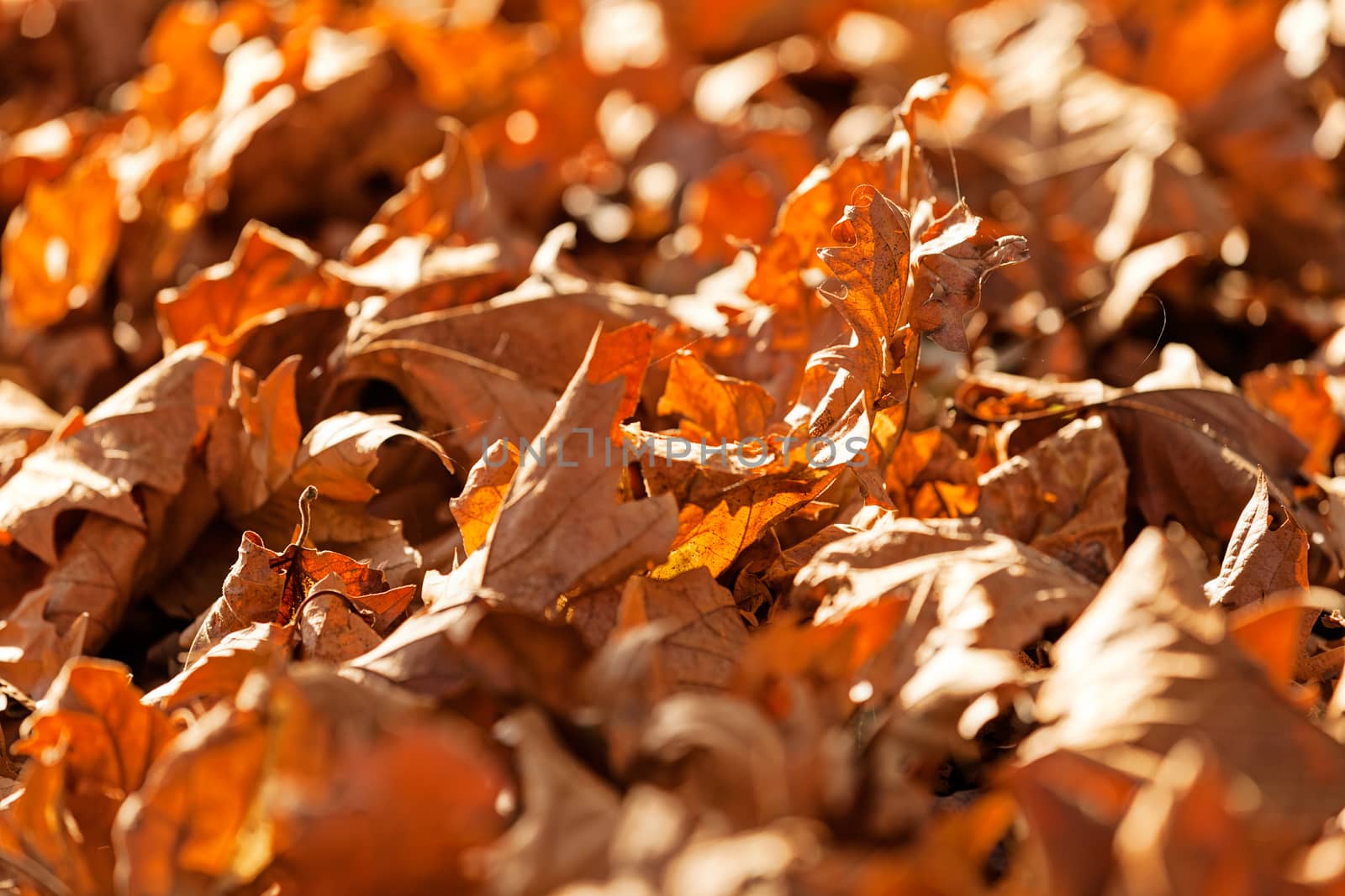 leaves in the park on a sunny day