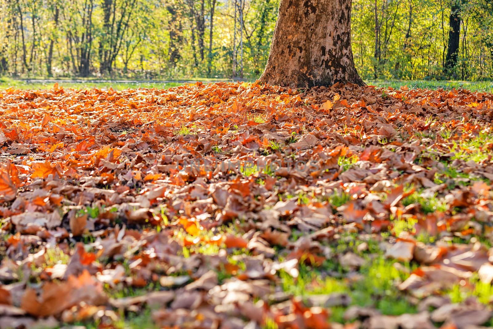 leaves in the park by vladimirnenezic