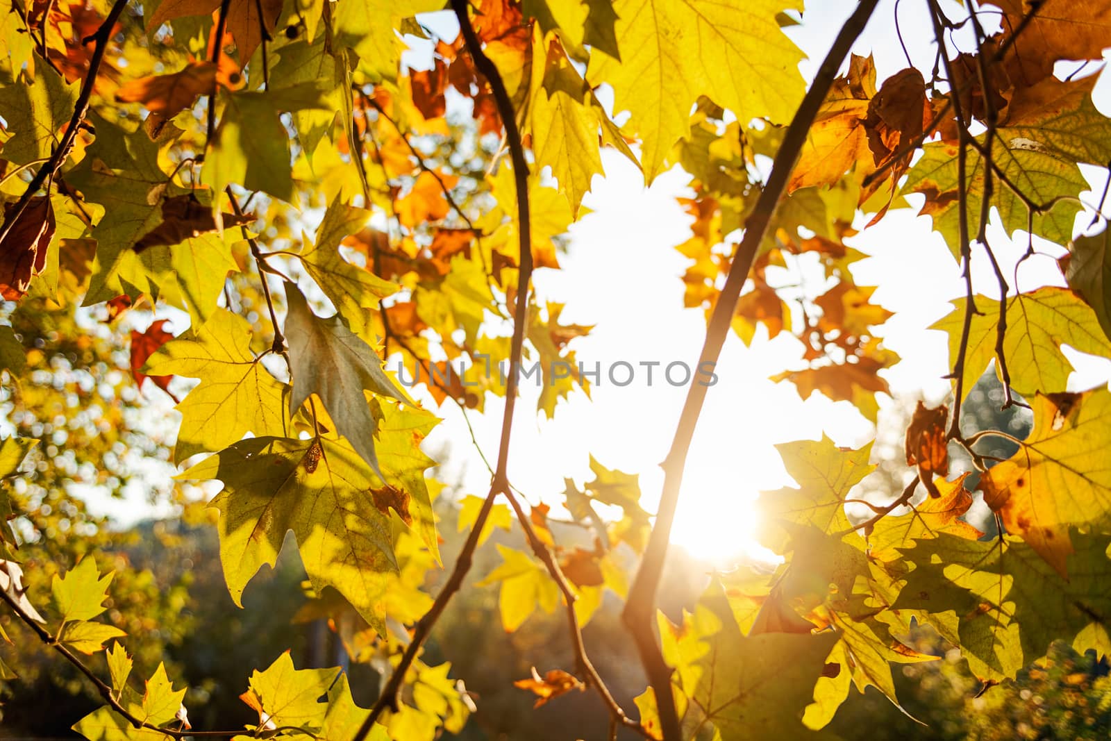 leaves in the park on a sunny day