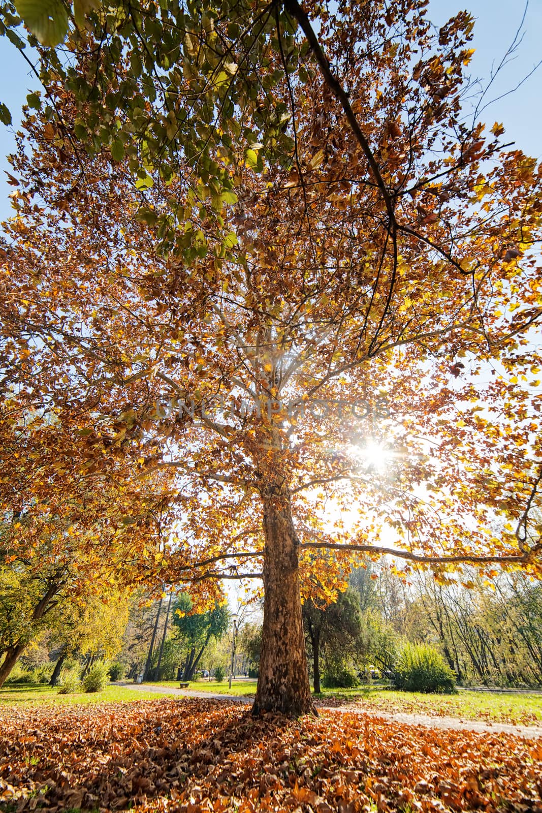 trees with fallen leaves in the park on a sunny day