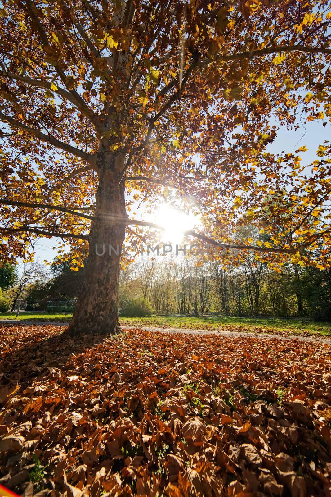 trees with fallen leaves in the park on a sunny day