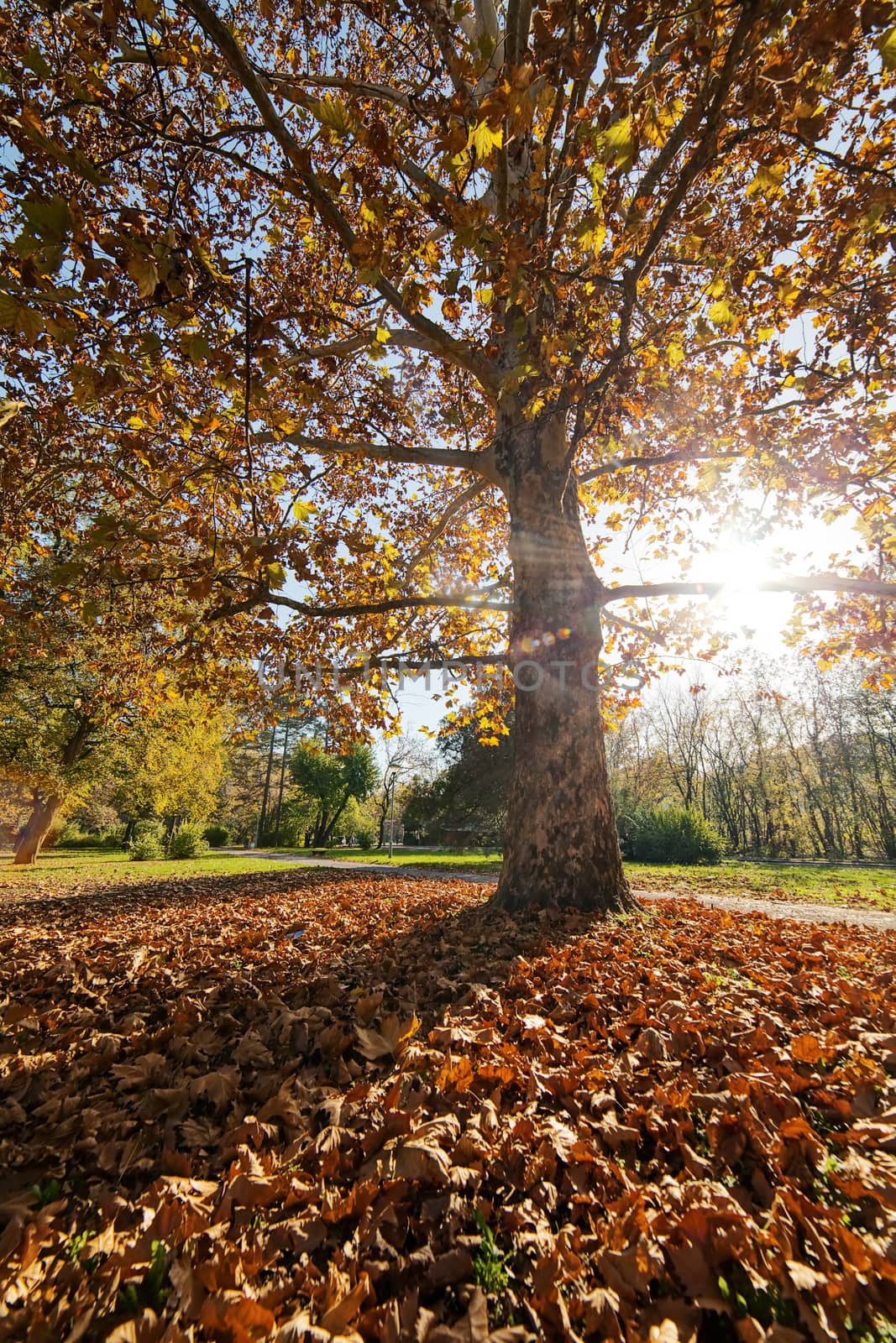 trees with fallen leaves by vladimirnenezic