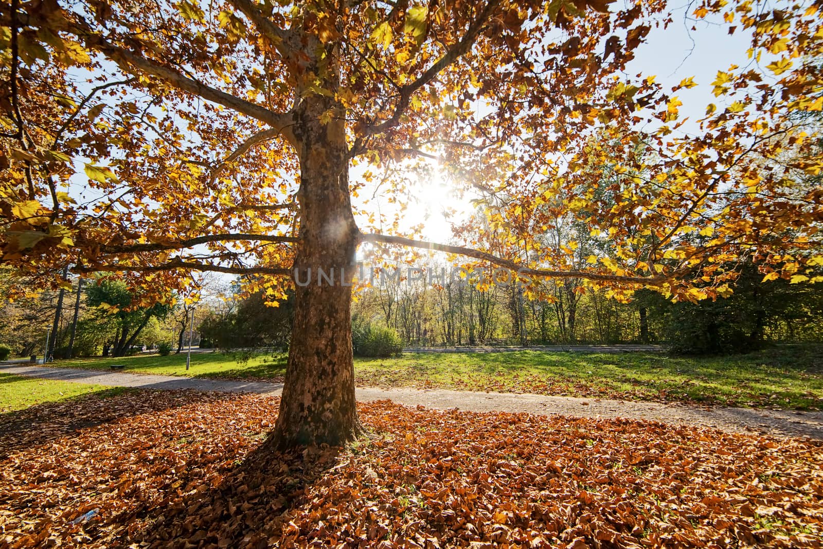 trees with fallen leaves in the park on a sunny day