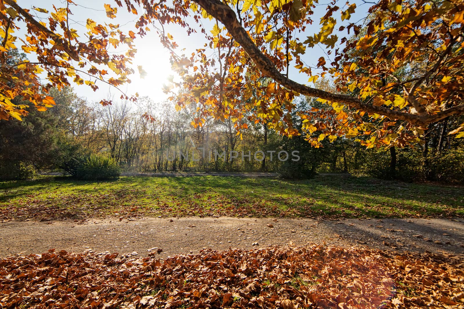 leaves in the park on a sunny day