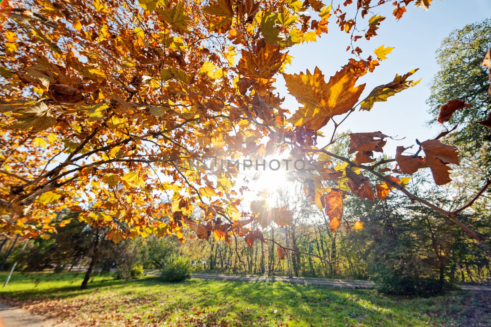 trees with fallen leaves in the park on a sunny day