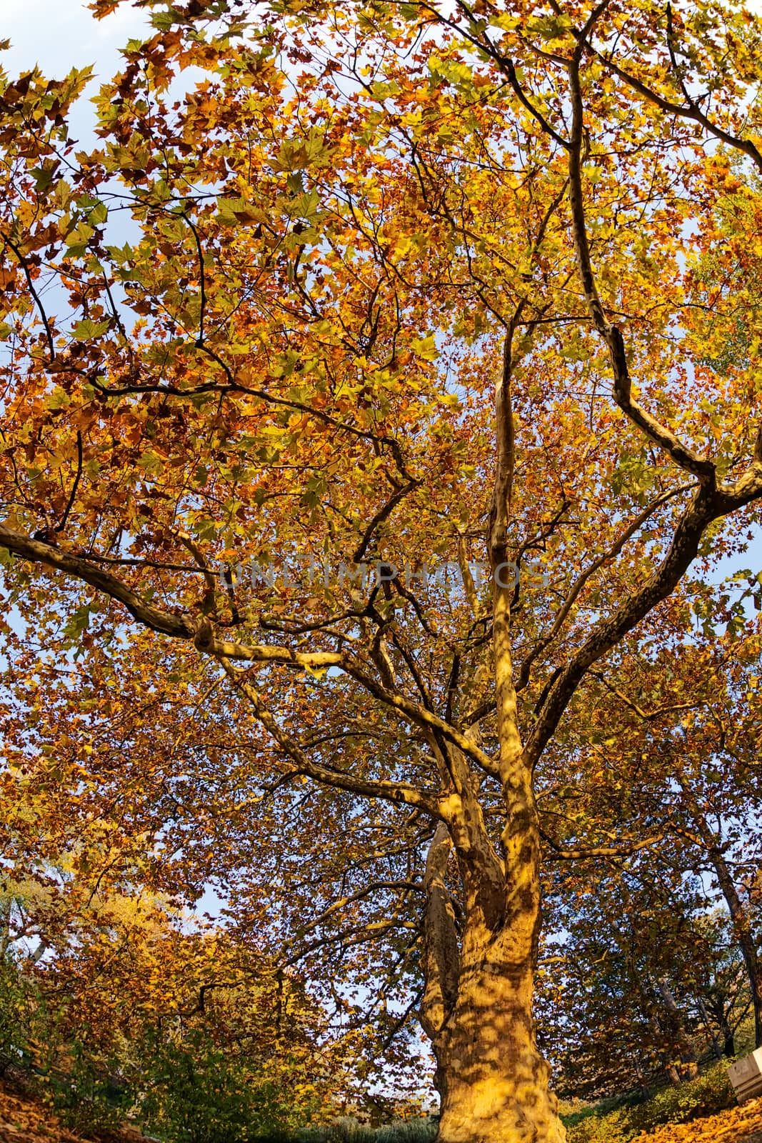 trees with fallen leaves in the park on a sunny day