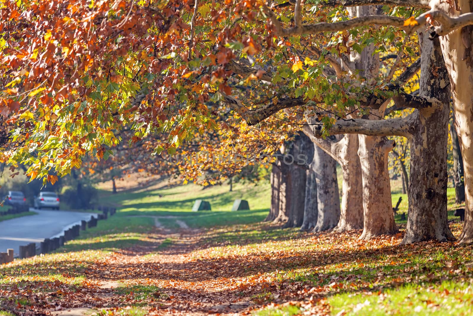 trees with fallen leaves in the park