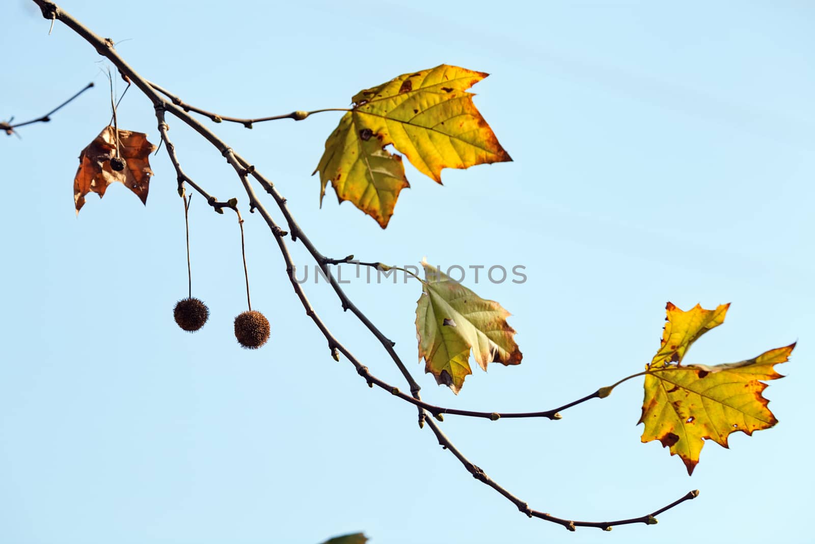 leaves in the park by vladimirnenezic