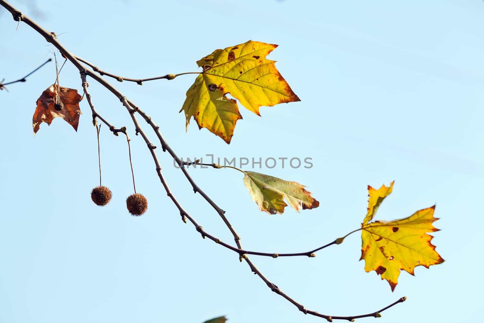 leaves in the park by vladimirnenezic