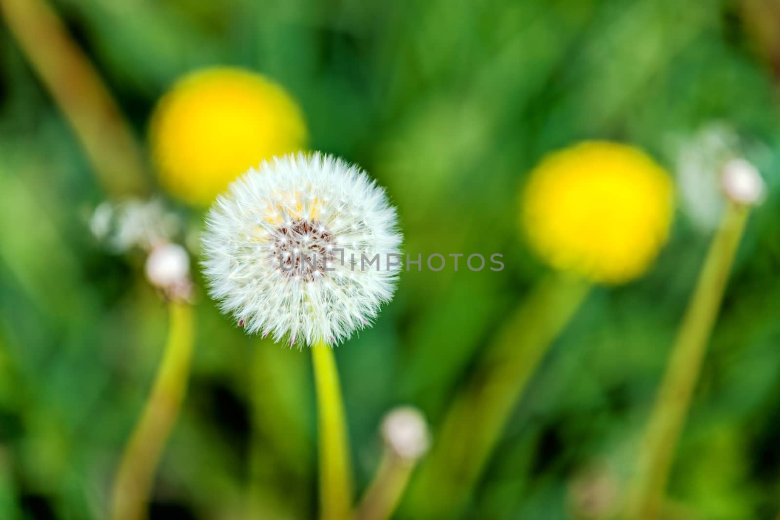 Taraxacum 