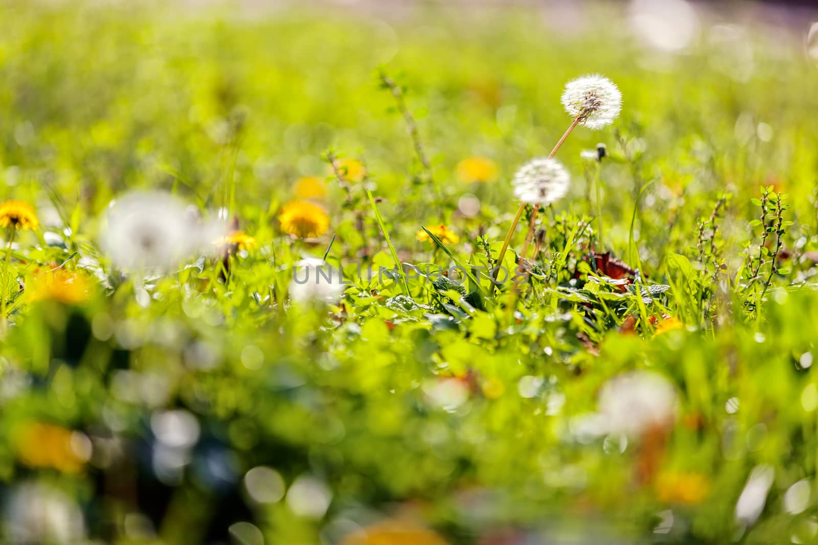 dandelion by vladimirnenezic