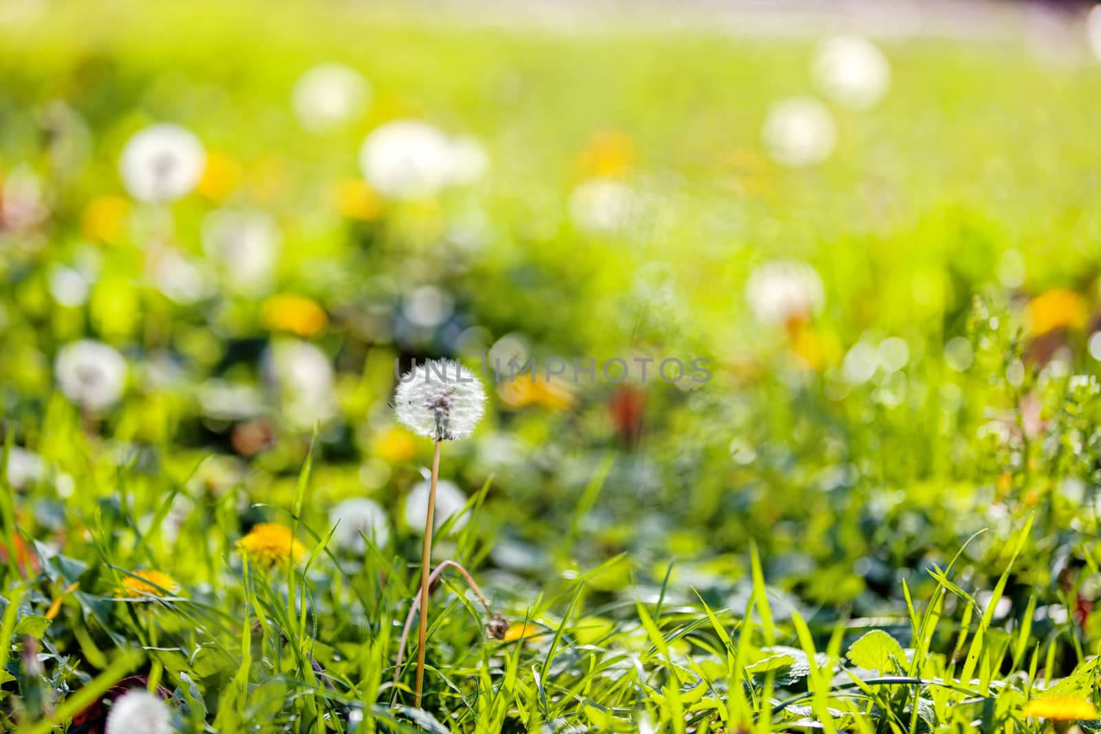 dandelion by vladimirnenezic