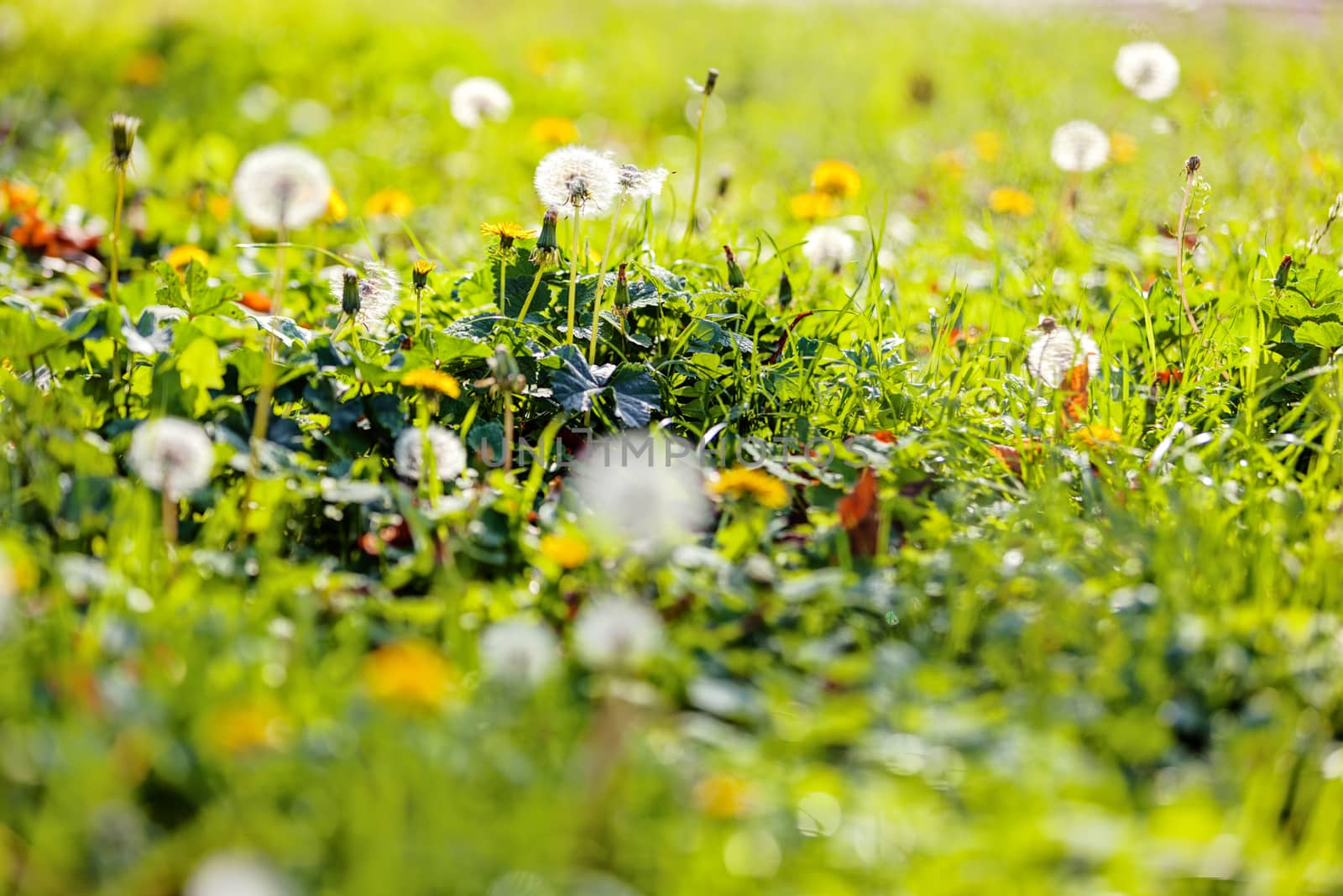 dandelion by vladimirnenezic