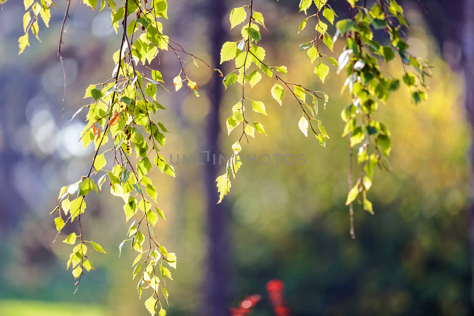 leaves in the park on a sunny day