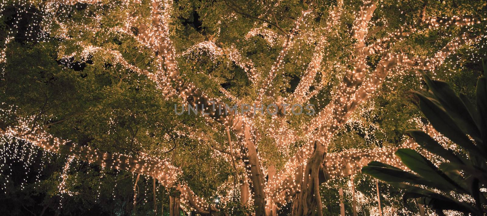 Large beautiful tree located in Brisbane City covered in spectacular golden lights.