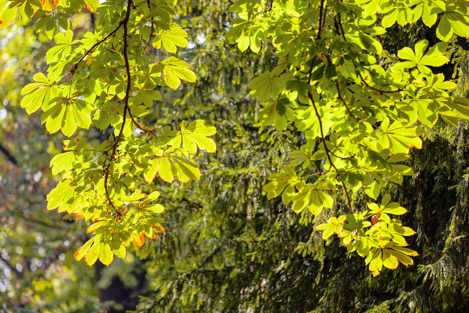 leaves in the park on a sunny day