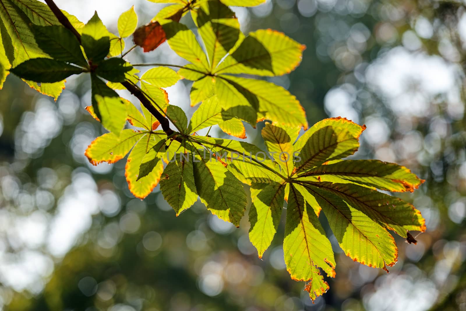 leaves in the park by vladimirnenezic