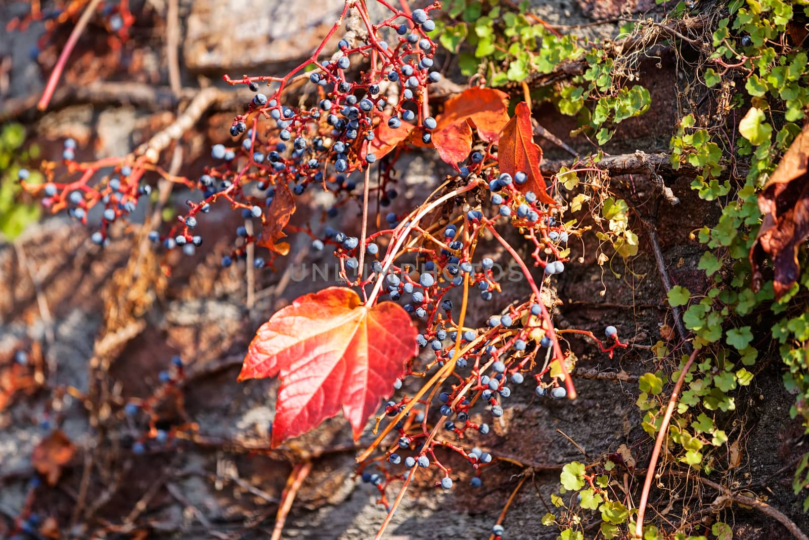 orange and green leaves on a old stone wall