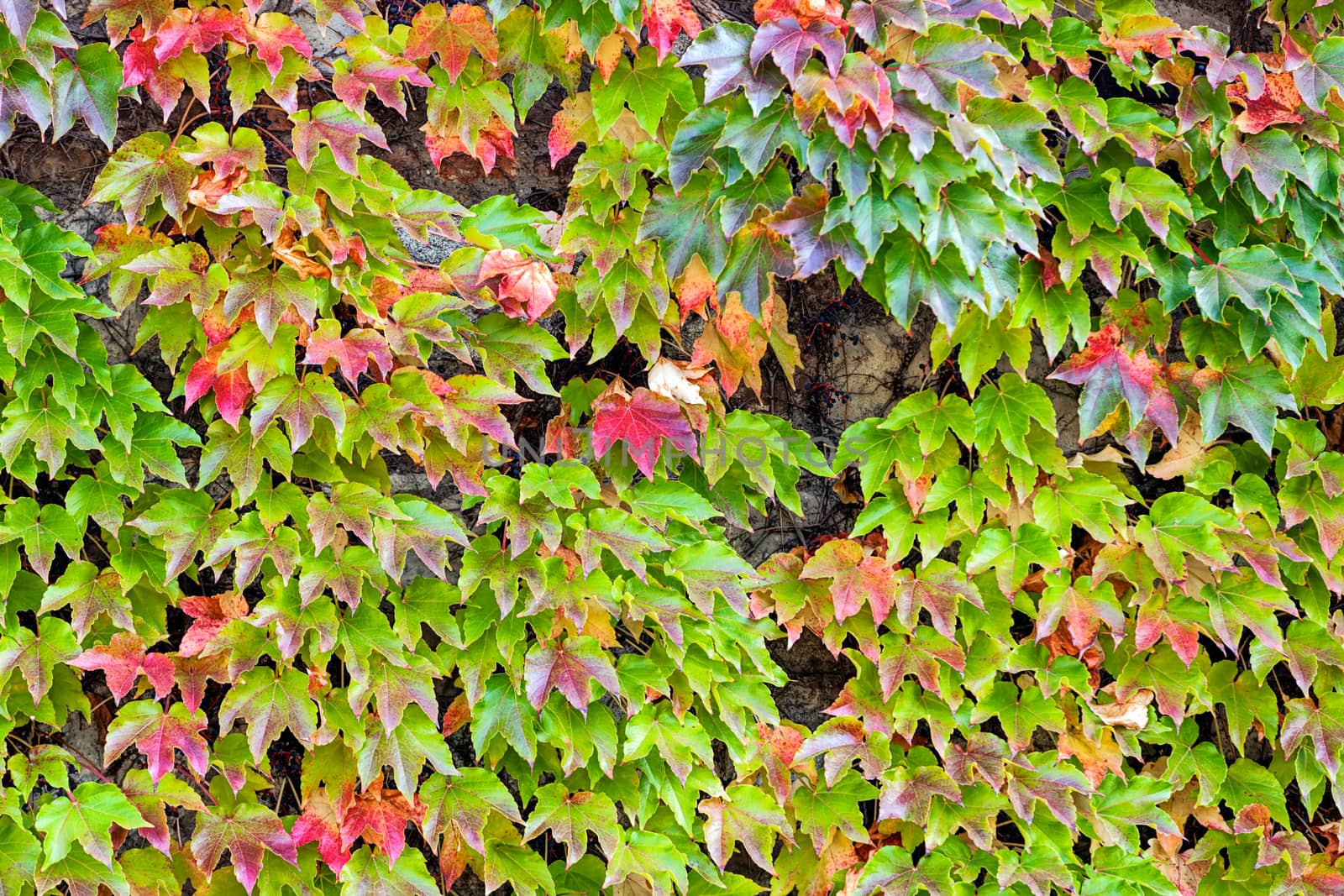 leaves in the park