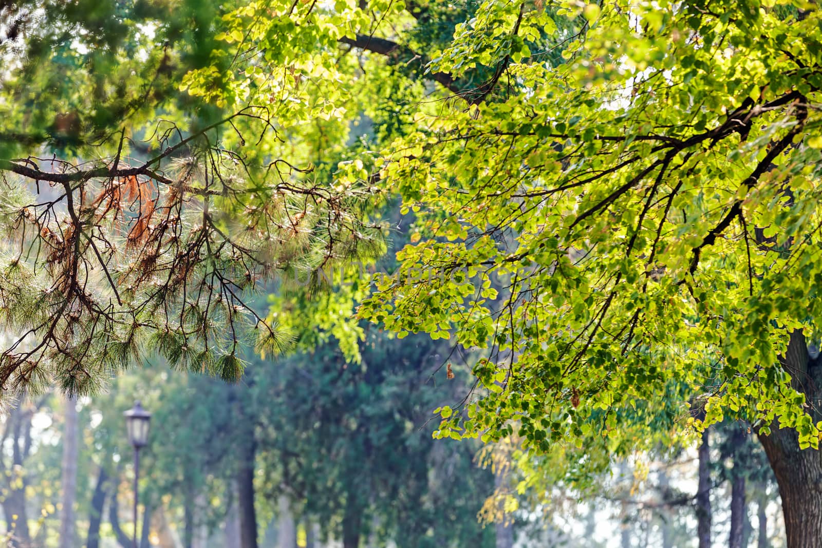 leaves in the park on a sunny day