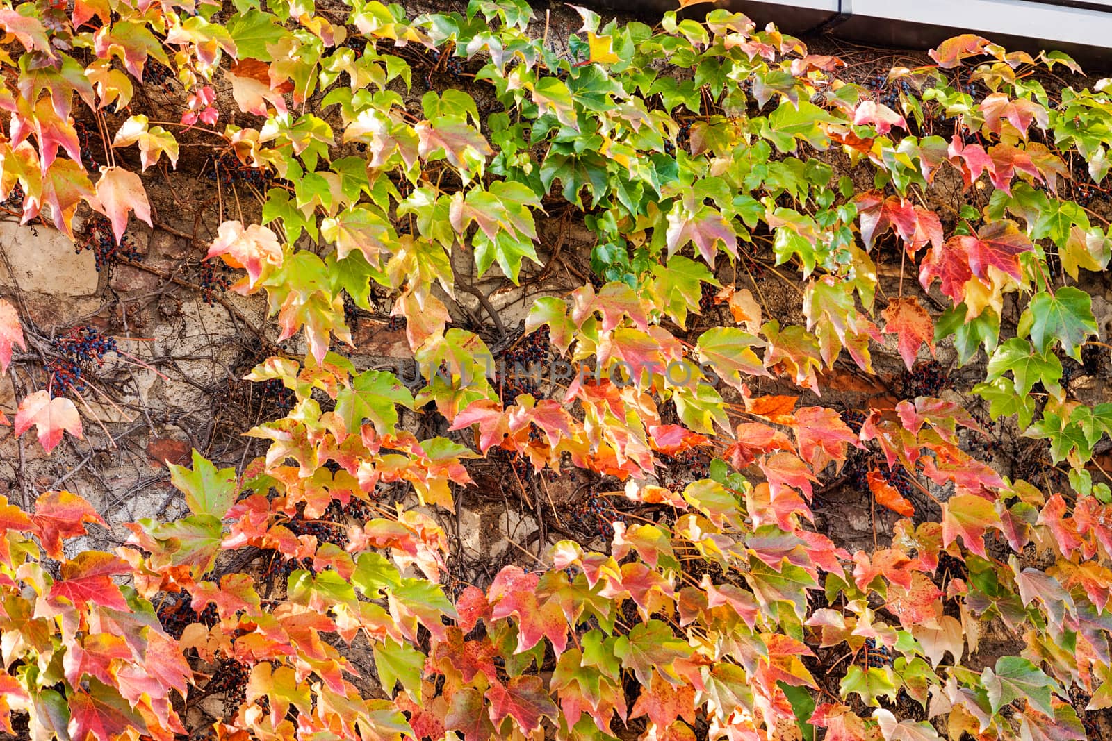 orange and green leaves on a old stone wall