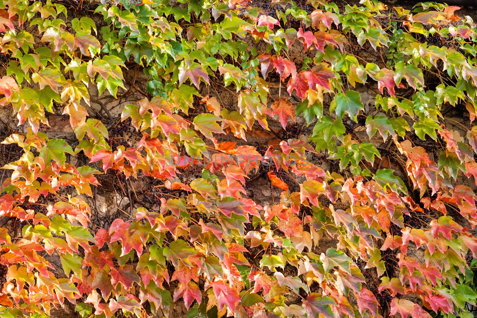 orange and green leaves on a old stone wall