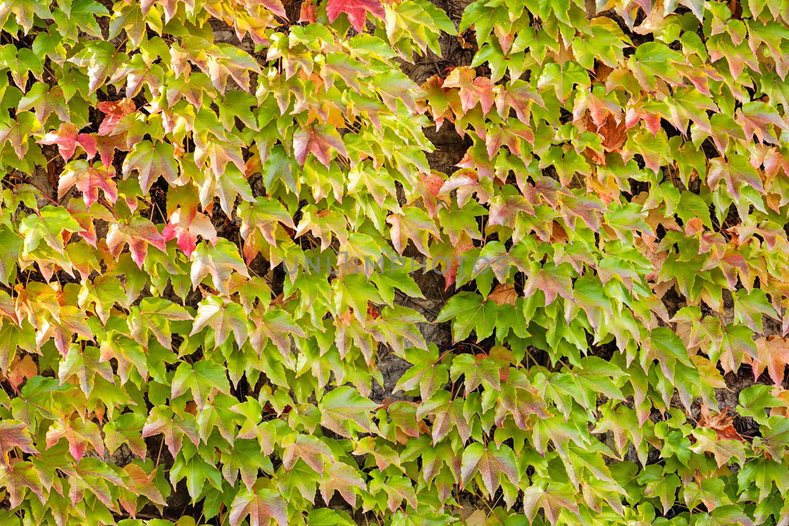 orange and green leaves on a old stone wall