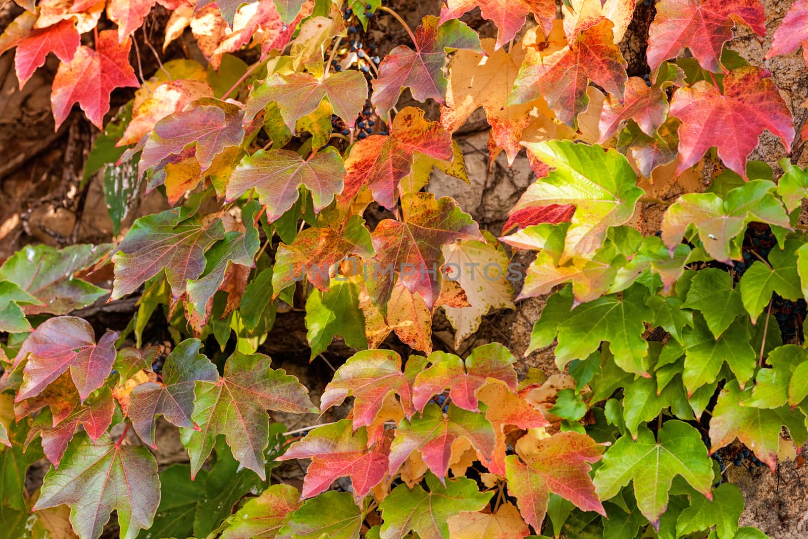 orange and green leaves on a old stone wall