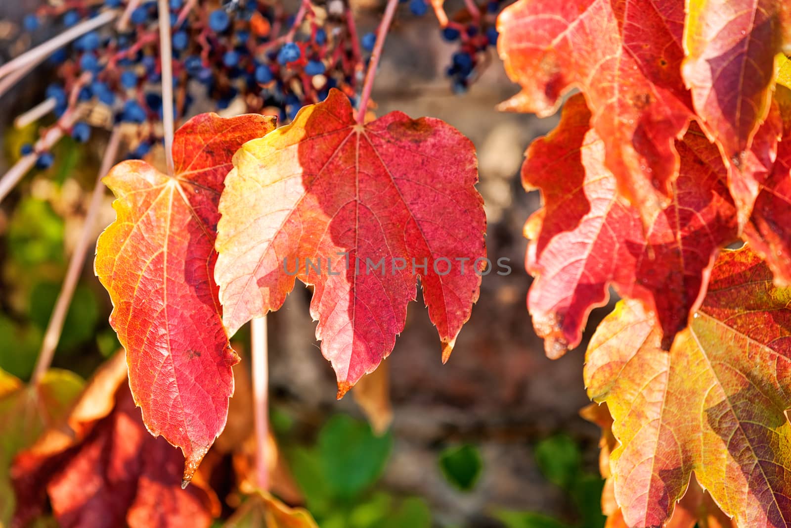 orange and green leaves on a old stone wall