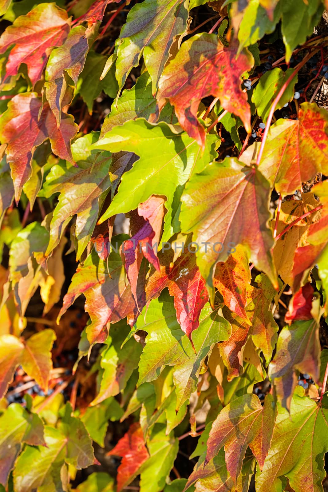 orange and green leaves on a old stone wall