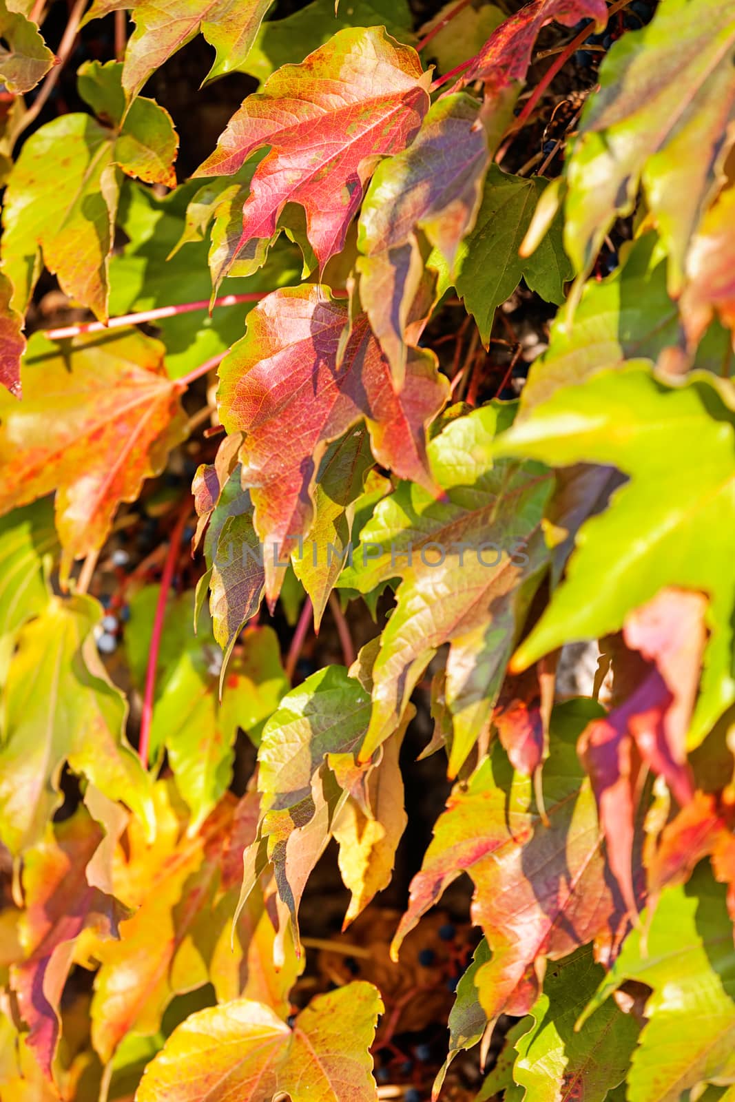 orange and green leaves on a old stone wall