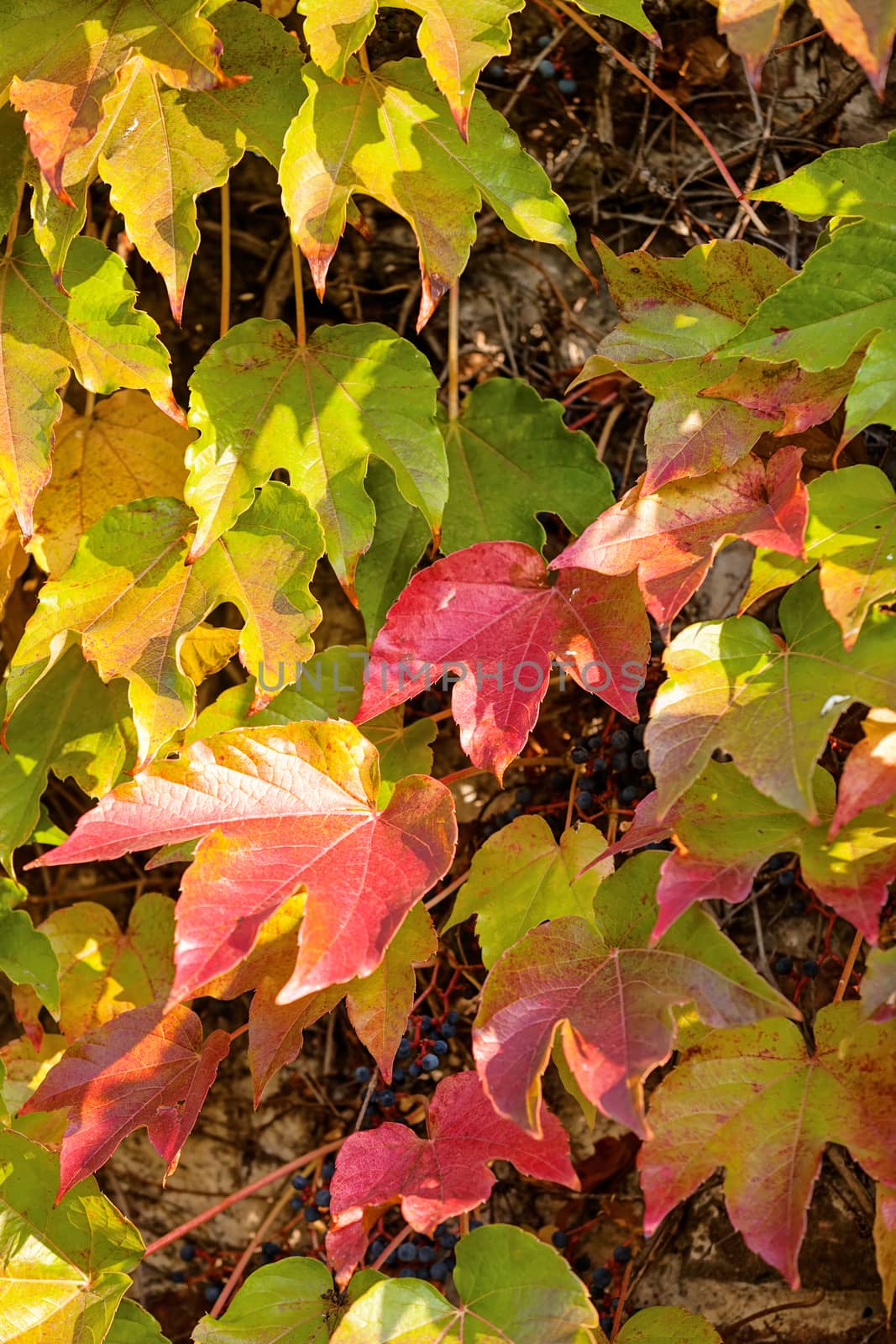 orange and green leaves on a old stone wall