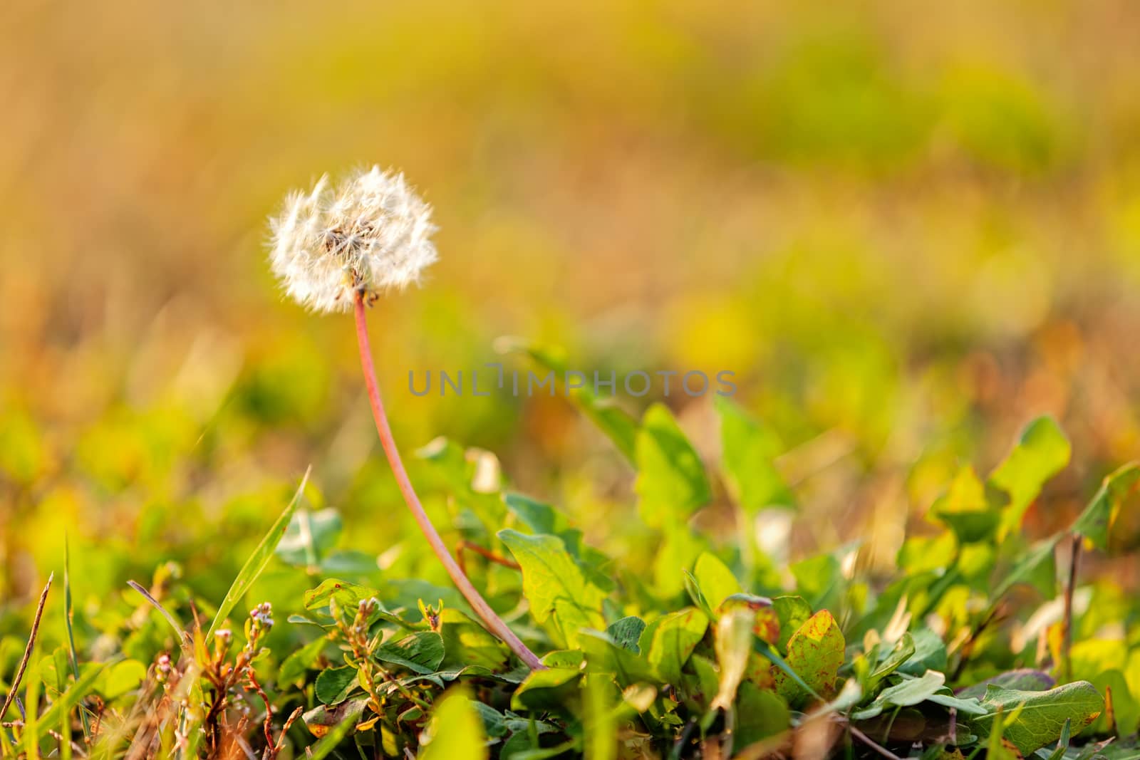 Dandelion in the park. Notice: shallow depth of field.