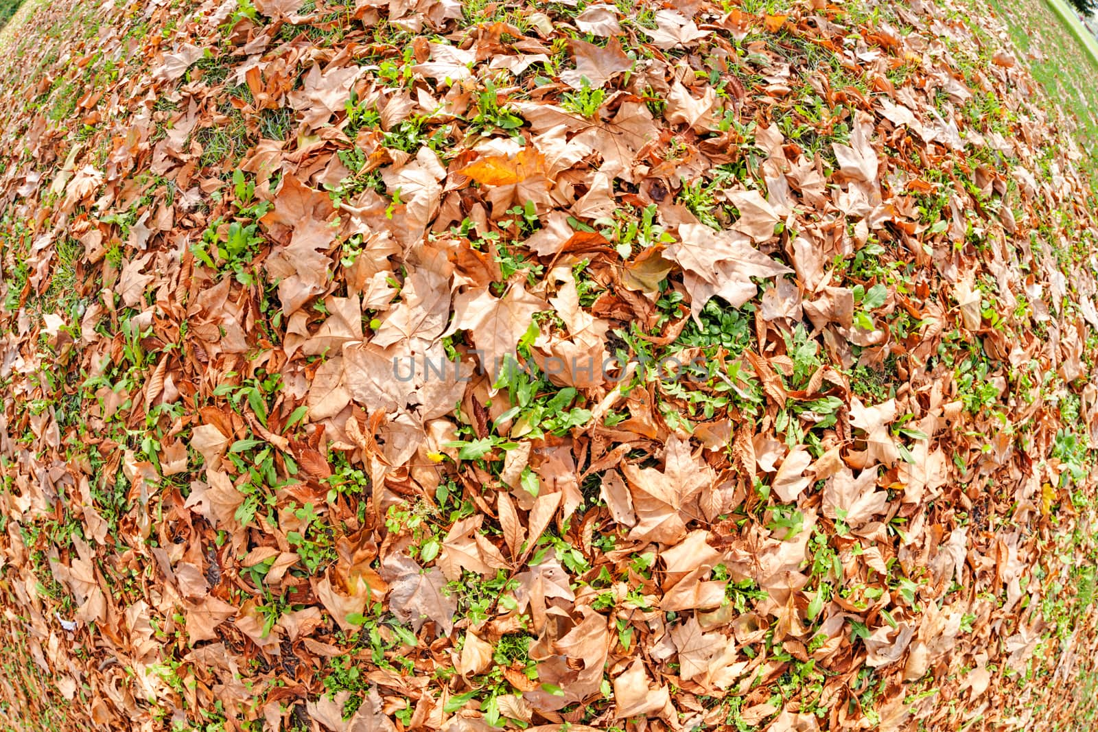 Orange fallen leaves in the park at autumn