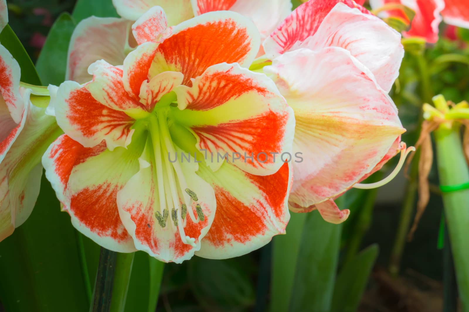 The background image of the colorful flowers, background nature