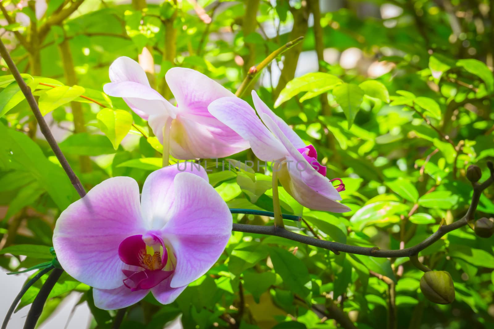 The background image of the colorful flowers by teerawit