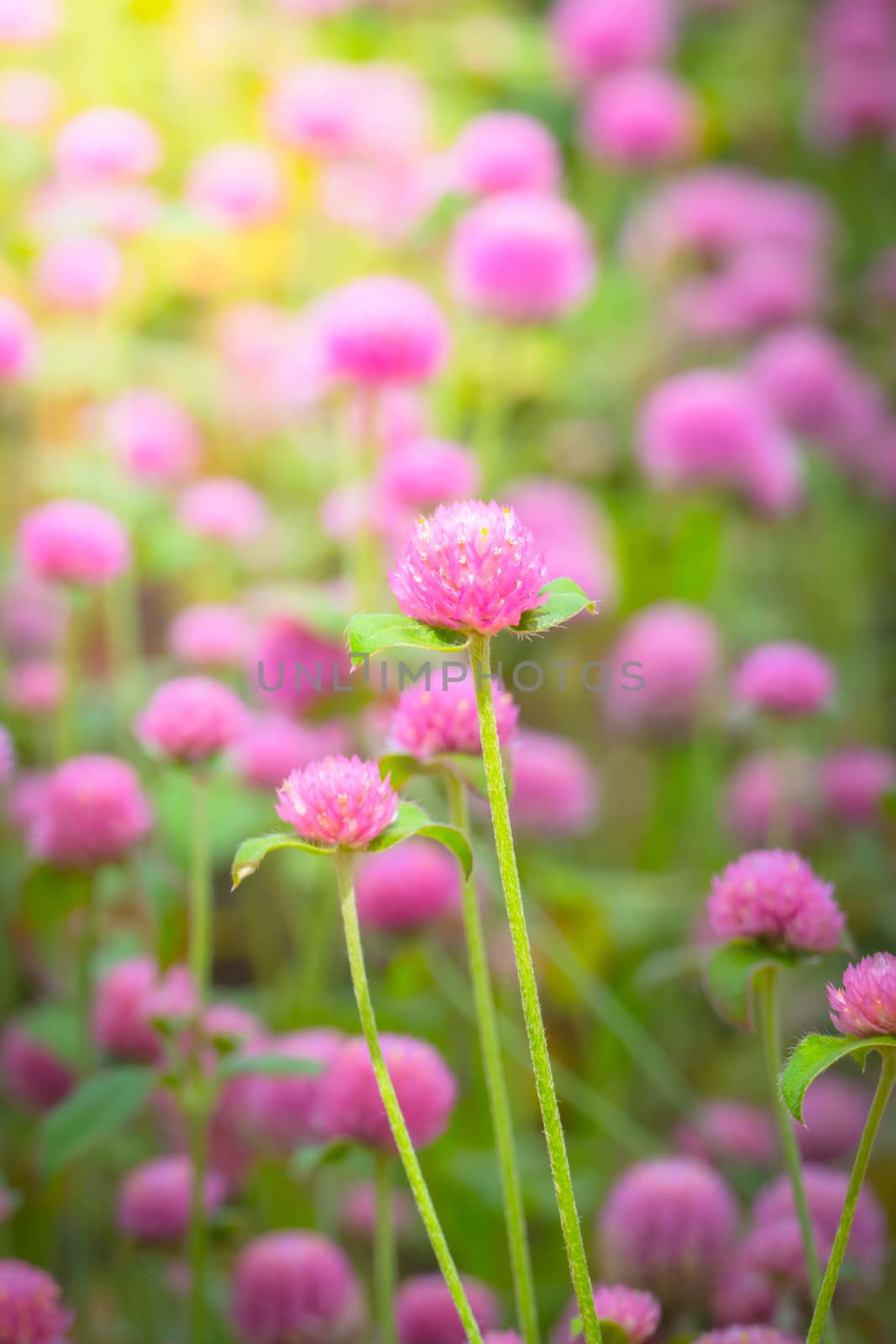 The background image of the colorful flowers by teerawit