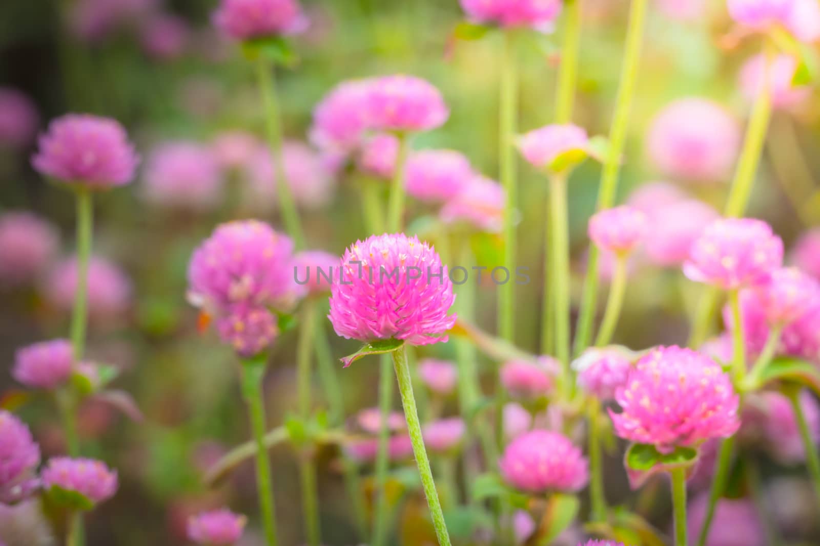 The background image of the colorful flowers, background nature