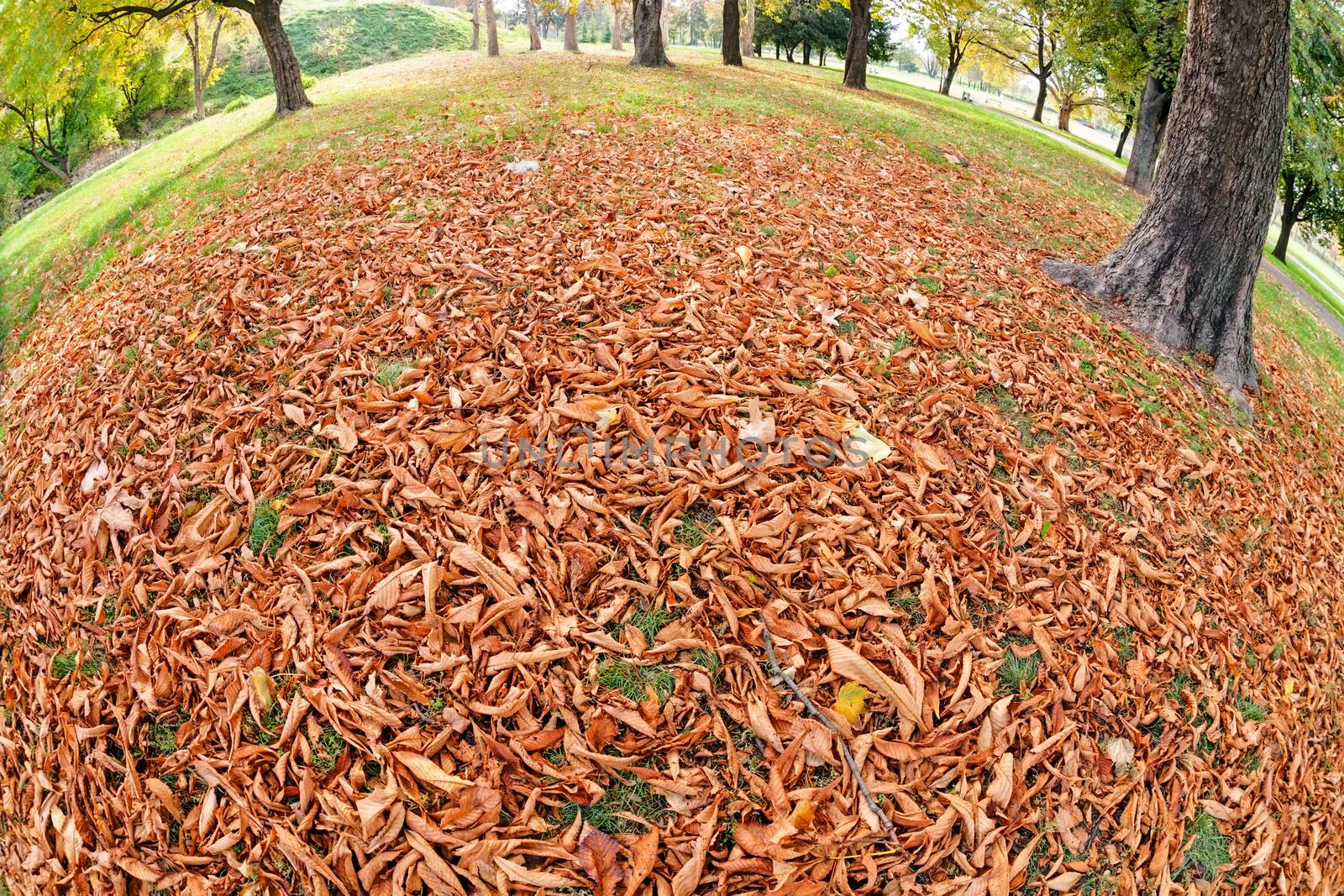 orange fallen leaves in the park