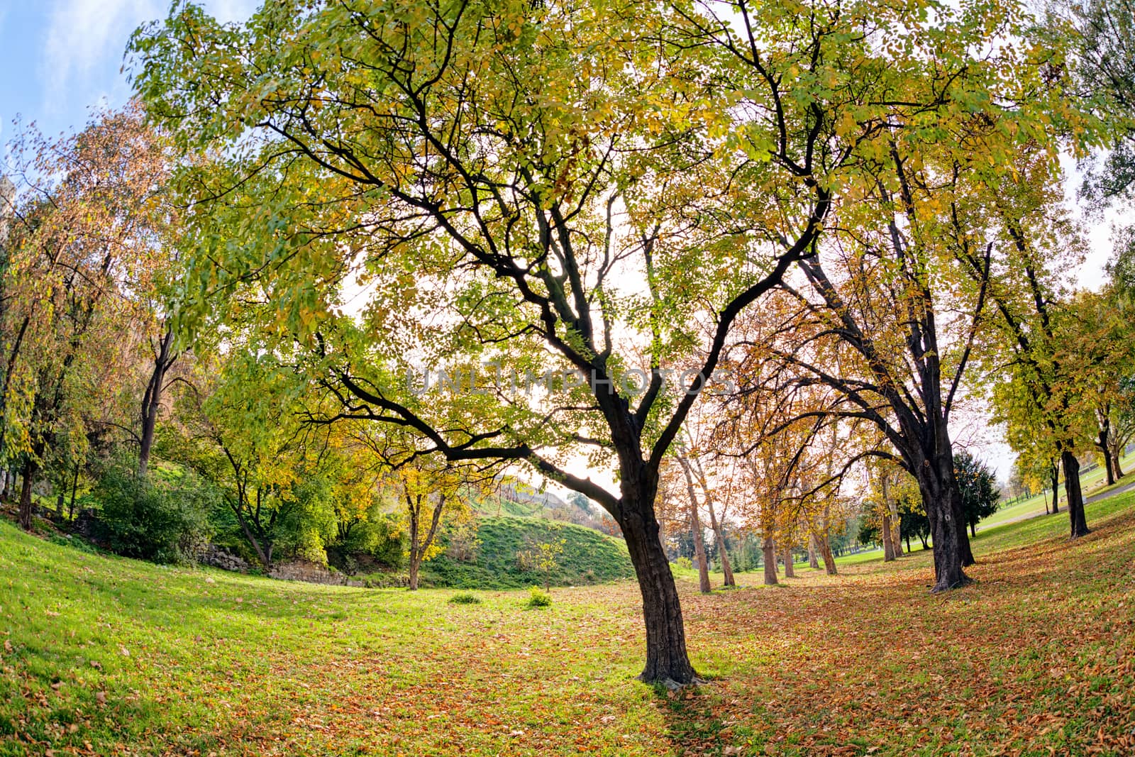 trees in park