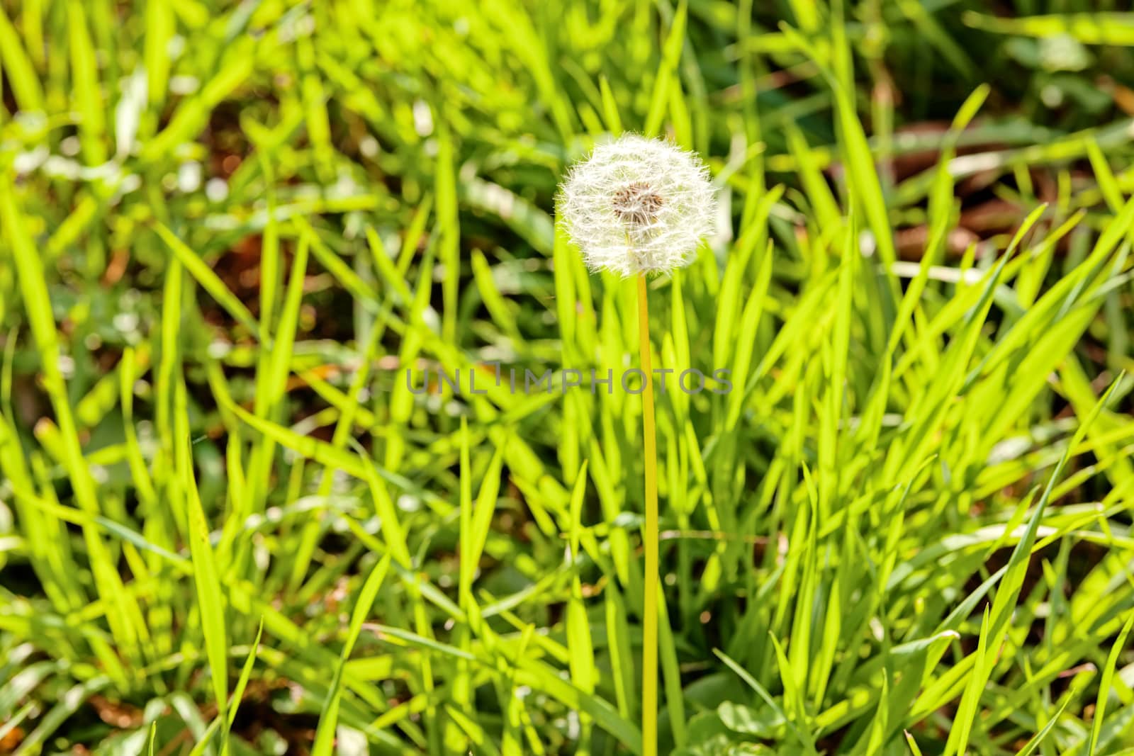 Taraxacum 