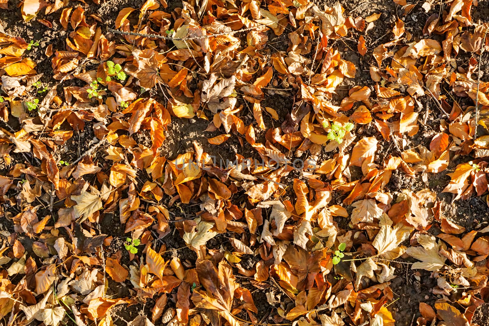 leaves in the park on a sunny day