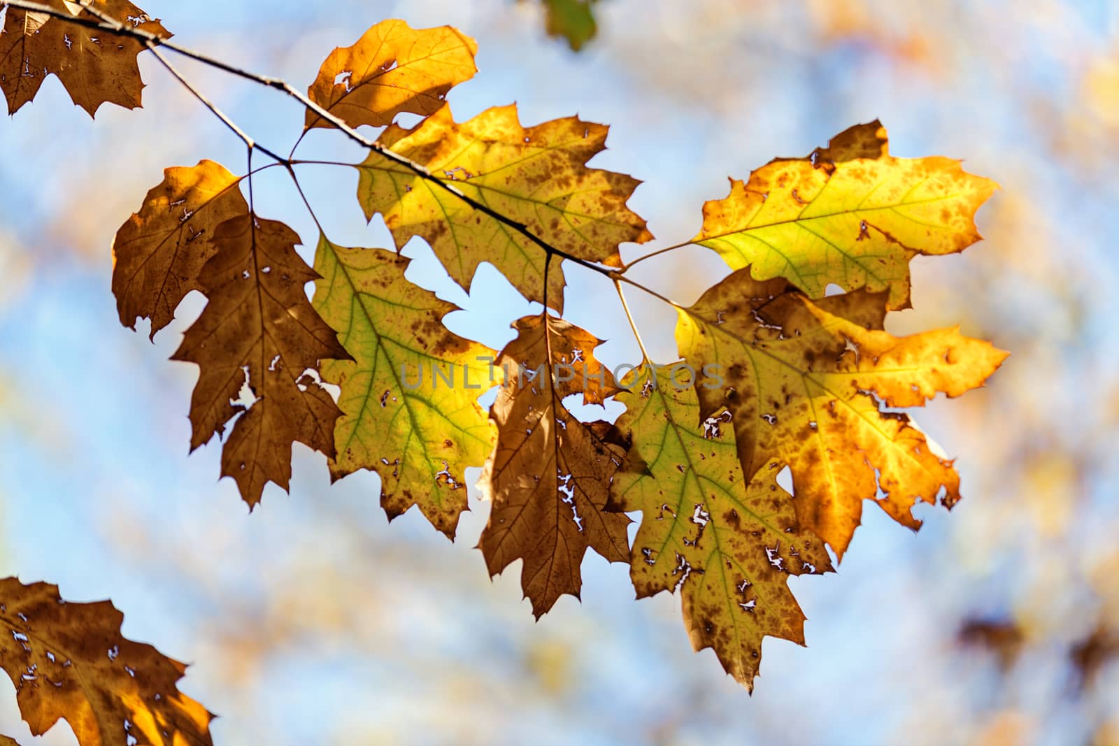 leaves in the park on a sunny day