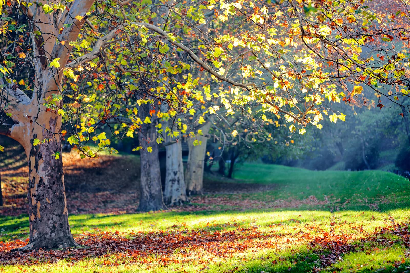 trees in park