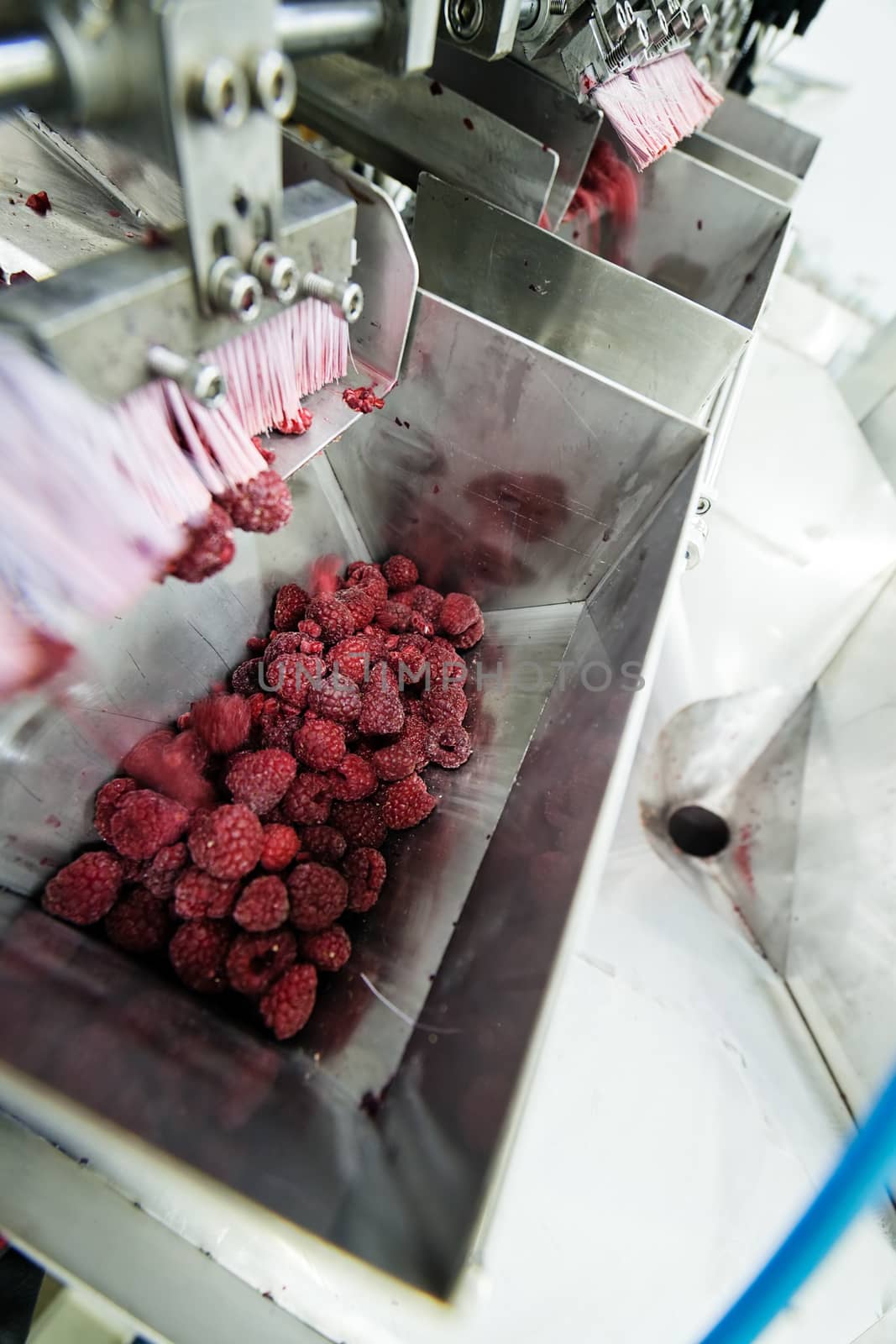 frozen red raspberries in sorting and processing machines