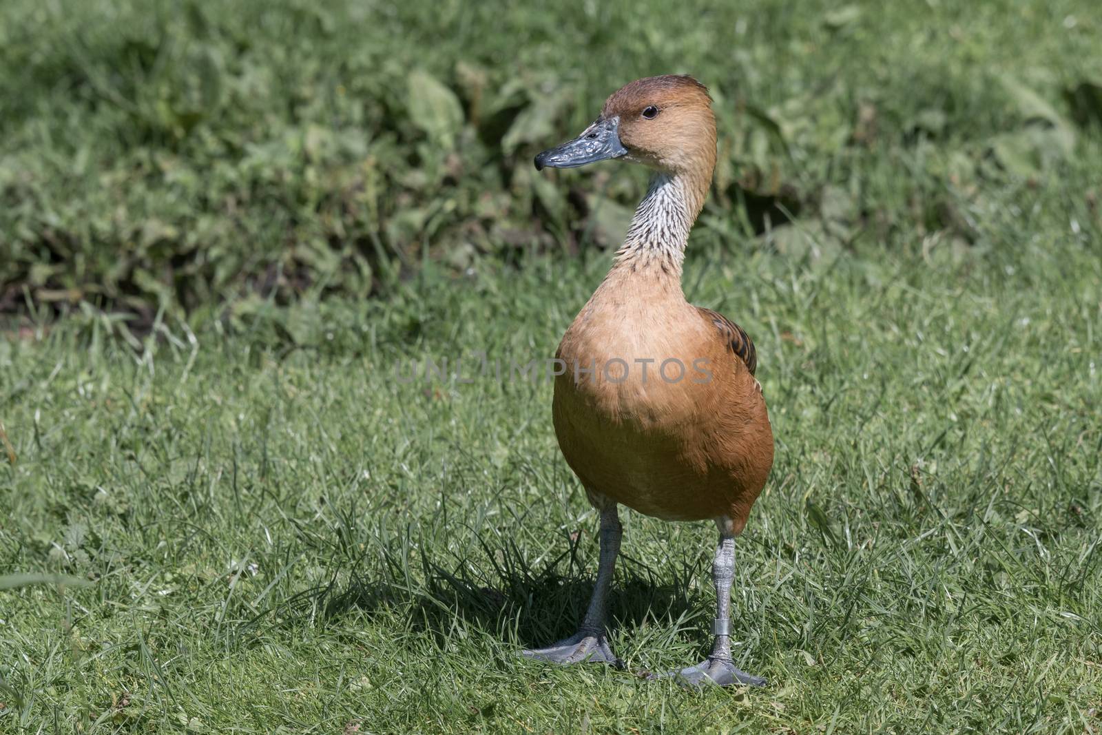 Fulvous whistling duck by alan_tunnicliffe