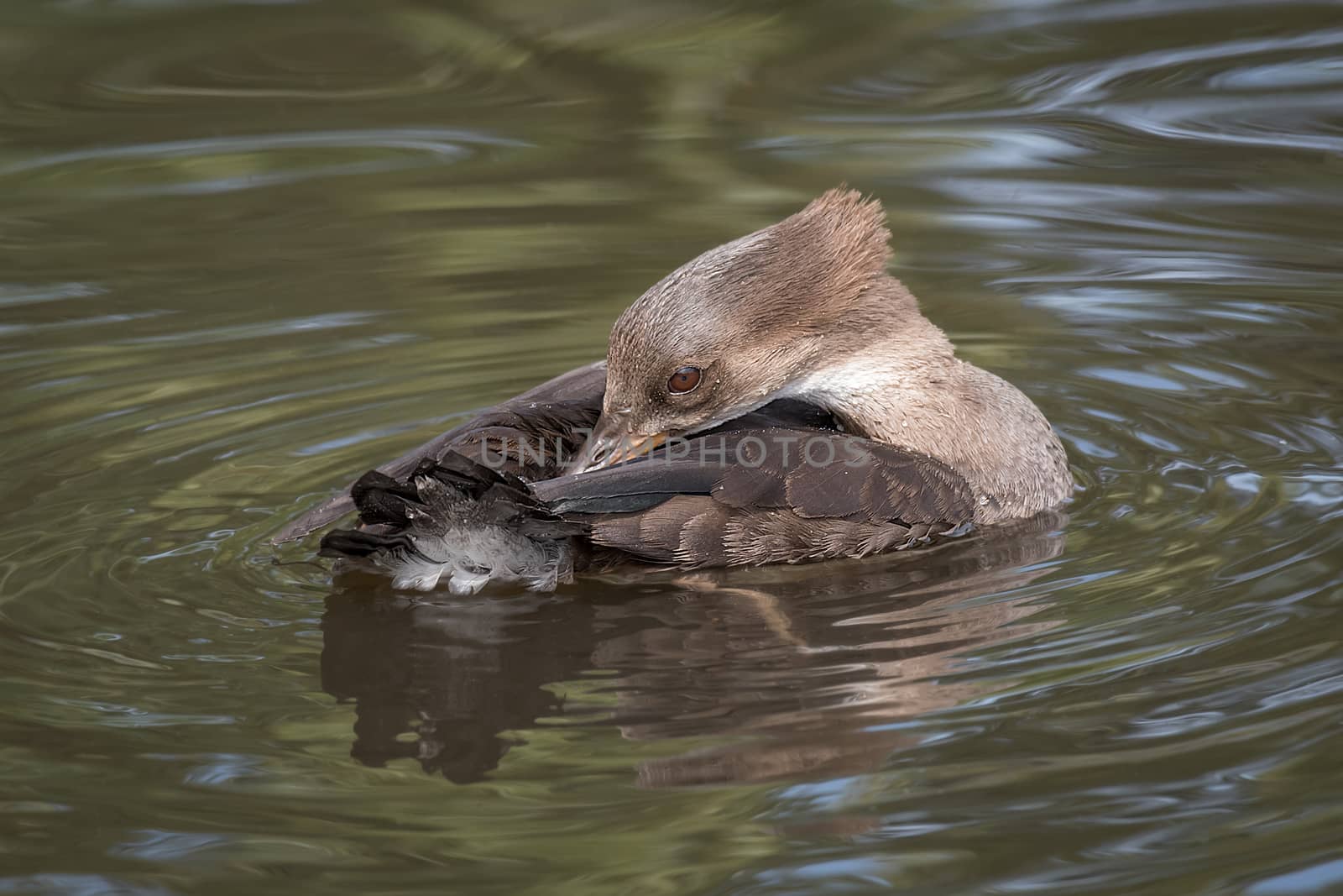 female hooded merganser by alan_tunnicliffe