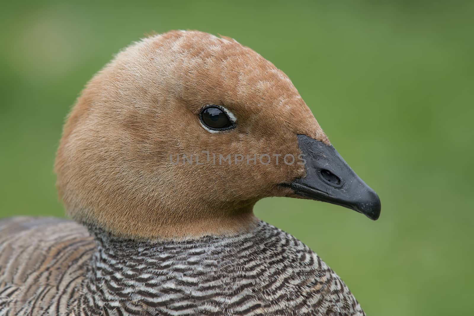 close up head profile portrait of a ruddy headed goose looking to the right