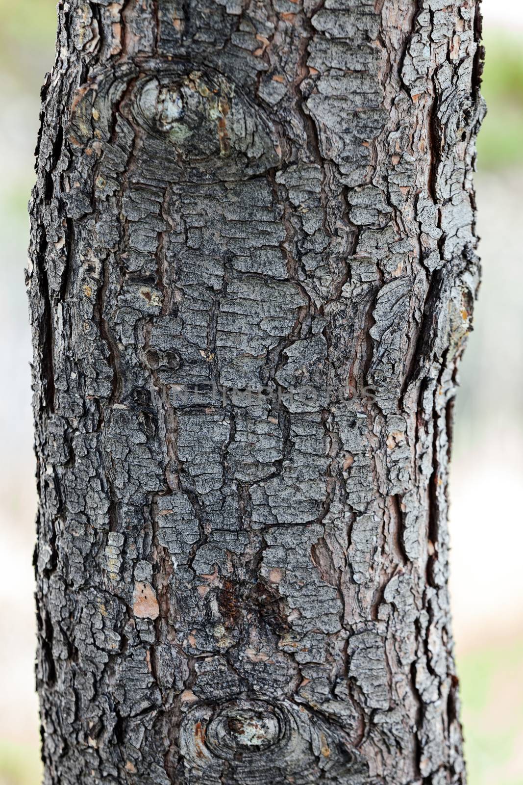 close up of the tree bark on a overcast day